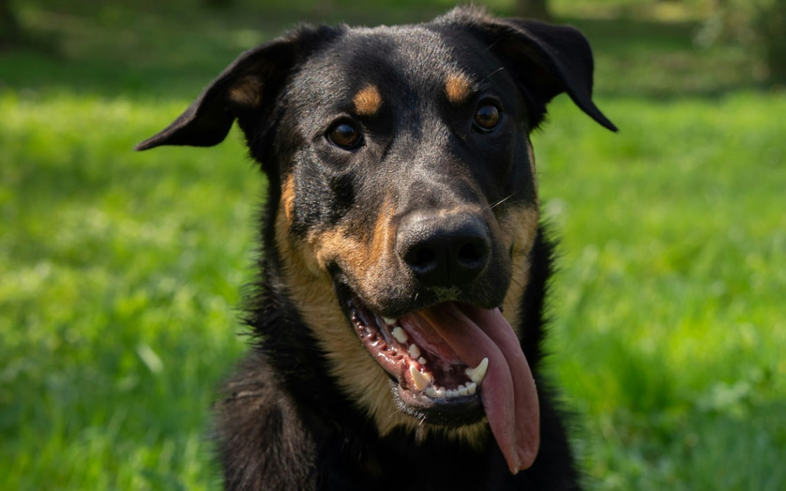 Tête d’un berger allemand croisé rottweiler noir et feu, aux oreilles semi-dressées, la langue pendante