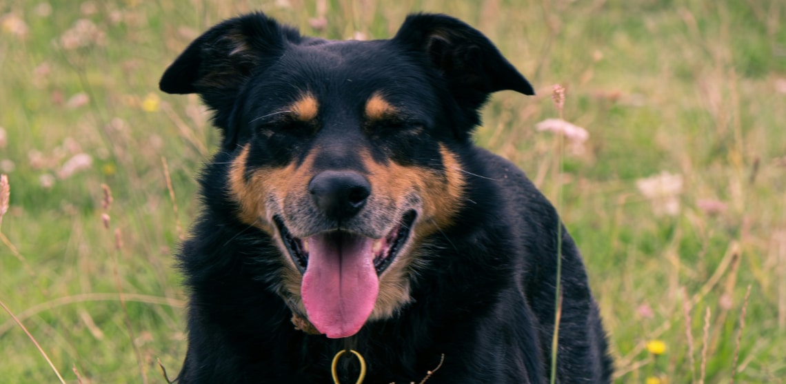 Berger allemand croisé rottweiler noir et feu, les yeux mi-clos, dans une prairie fleurie