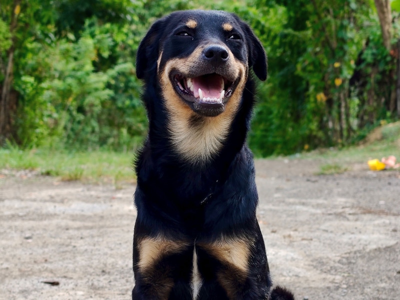 Berger allemand croisé rottweiler noir et feu assis sur un chemin de terre