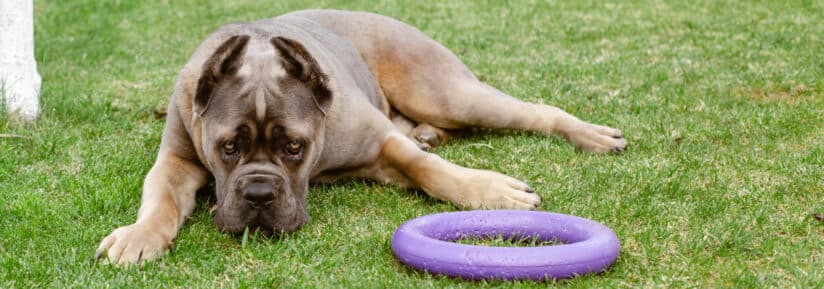 Cane corso interdit en France