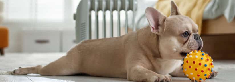 chien d appartement qui n aboie pas