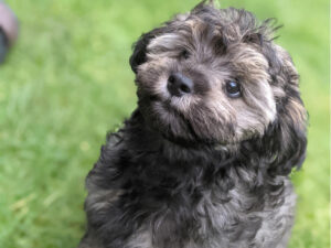 doxiepoo