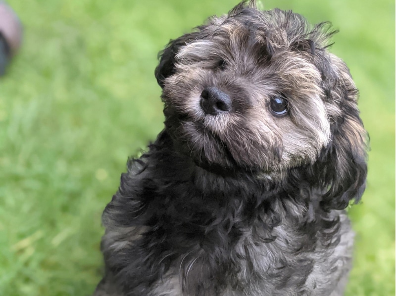 Doxiepoo