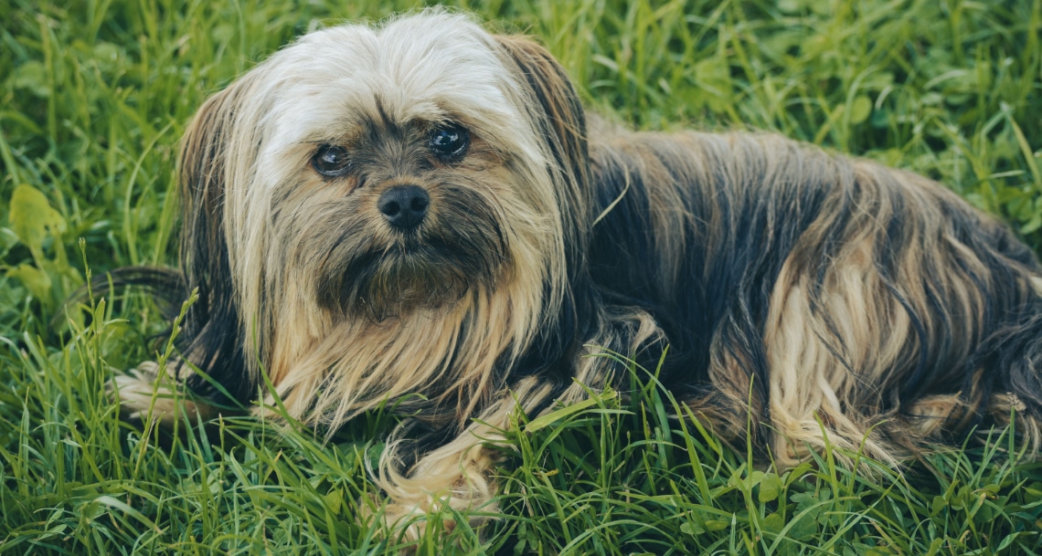 Shorkie au poil long, gris, noir et fauve, couché dans l’herbe