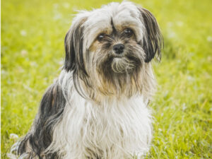 shorkie